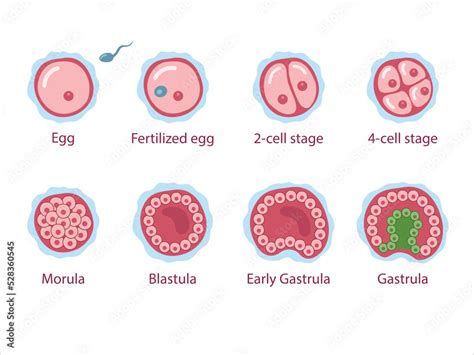 Stages Of Zygote Development