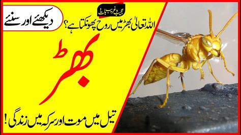 Sting Of Wasps Meaning In Urdu