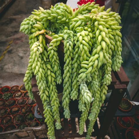 String Of Bananas