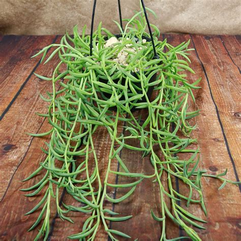 String Of Fish Hooks Plant