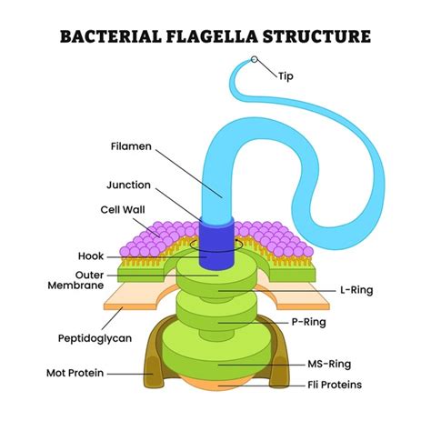 Structure Of Flagella
