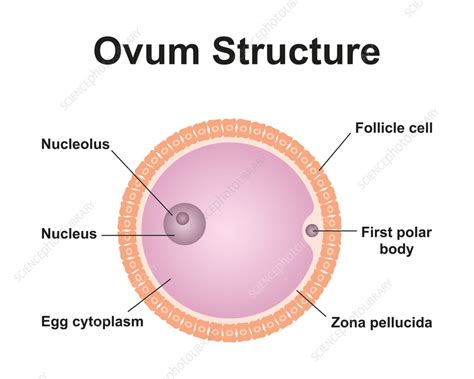 Structure Of Ovum
