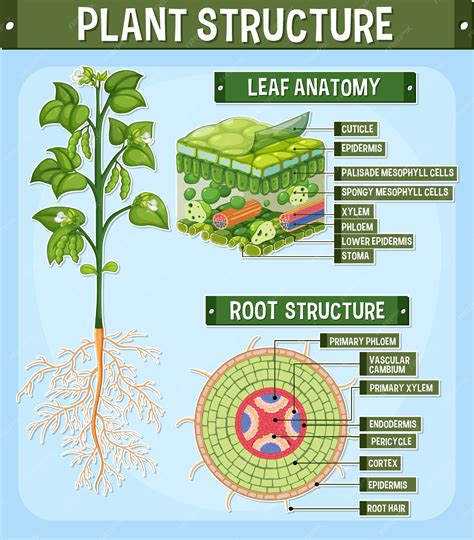 Structure Of Plant