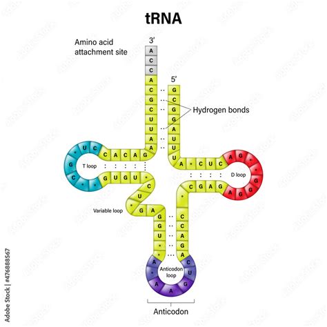 Structure Of Trna