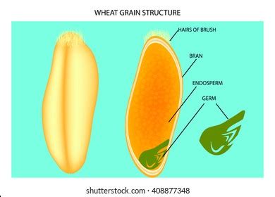 Structure Of Wheat Grain