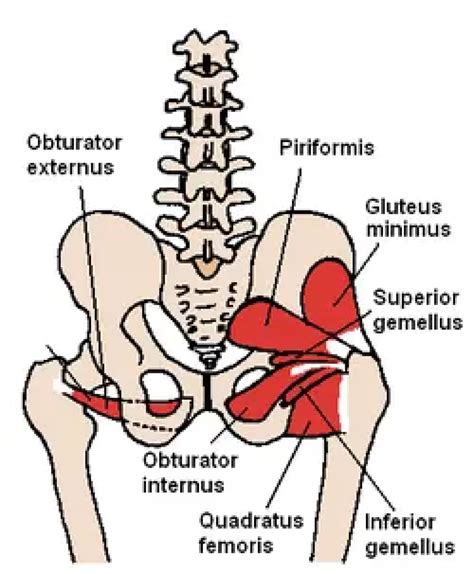 Superior Gemellus Muscle