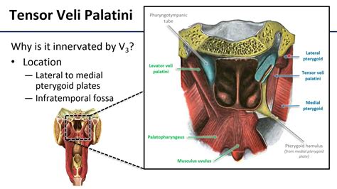 Tensor Veli Palatini