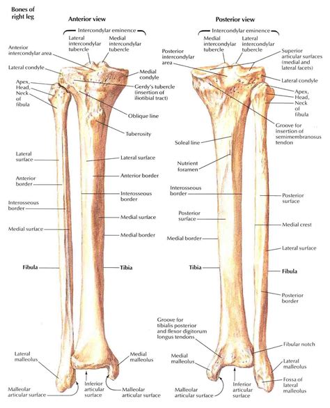 Tibia A N D Fibula