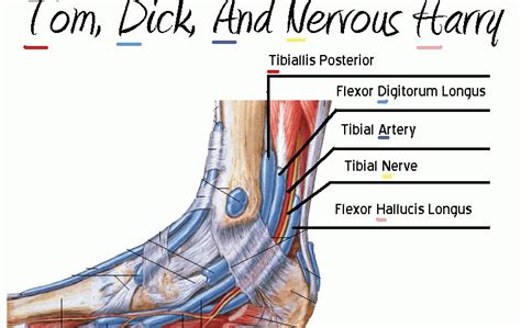 Tom Dick And Harry Tendons