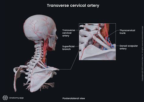 Transverse Cervical Artery