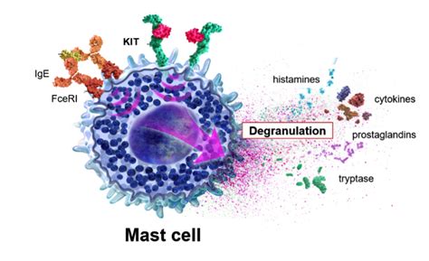 Treating Mast Cell Activation