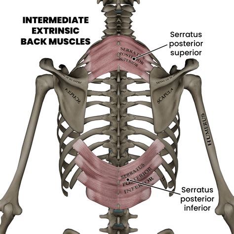 Twisted Muscle In Lower Back