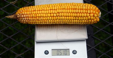 Weight Of Bushel Of Corn