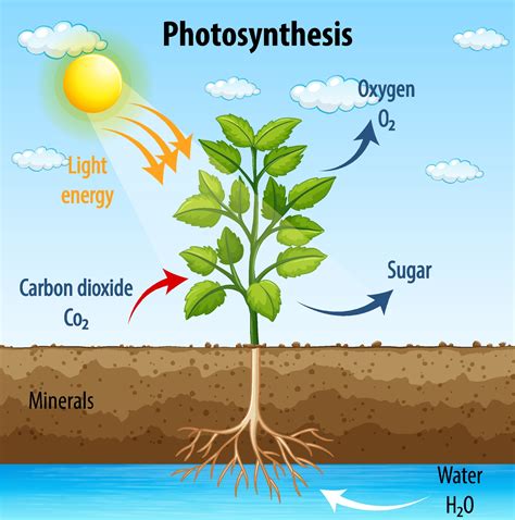 What Are Photosynthesis Need