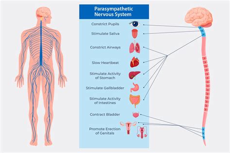 What Improves Nervous System