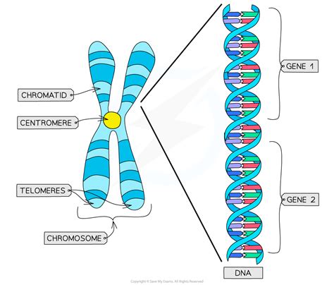 What Is A Chromosome
