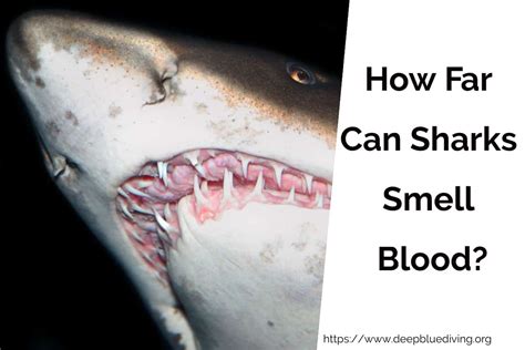 What Is The Smell Of Blood