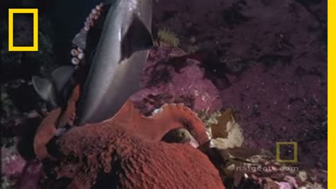 What Kills Octopus