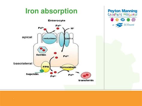 What Prevents Iron Absorption