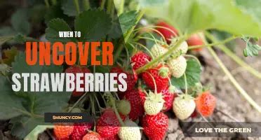 When Is Best Time To Uncover Strawberries