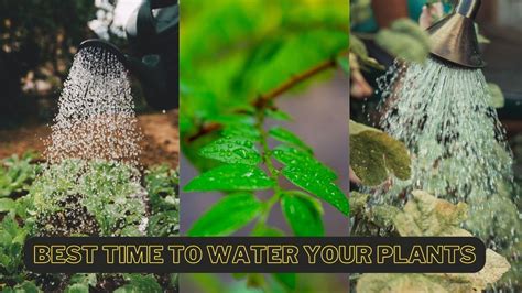 When Is Best Time To Water Plants