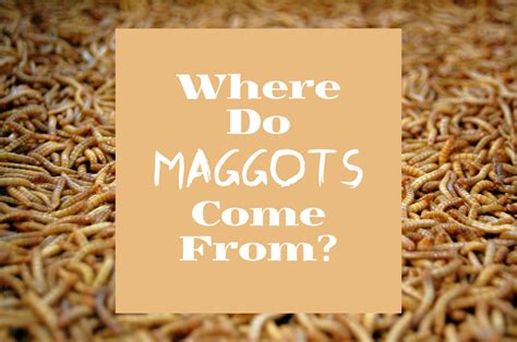 Where Do Maggots Come From And Why