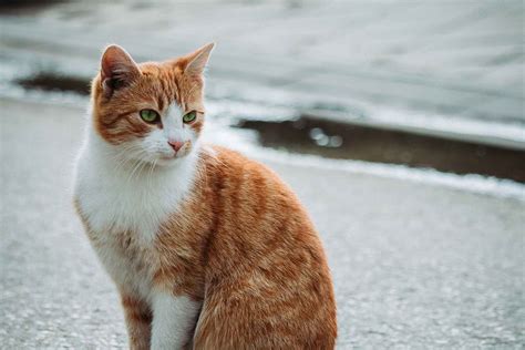 Where Does Cats Live