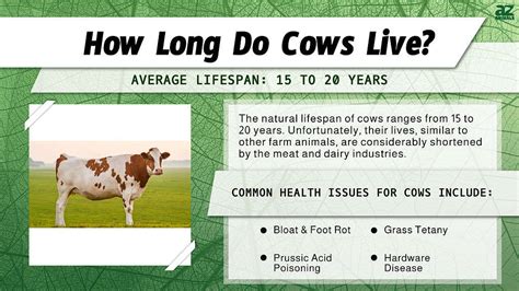 Where Does Live Cow