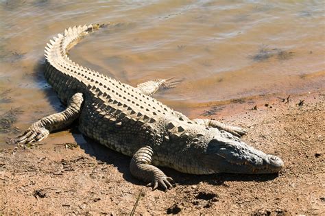 Where Does Live Crocodile