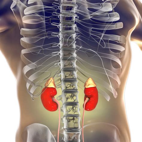 Where Is Located Human Kidney