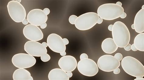 Who Invented Yeast