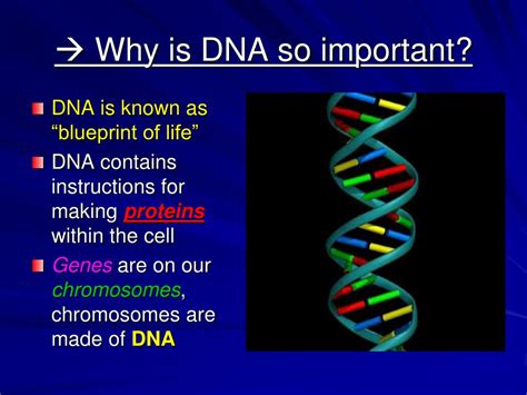 Why Is Important Dna