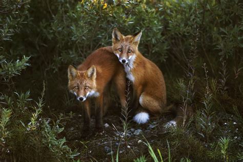 Wildlife In La