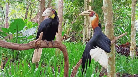 Wildlife In Lombok