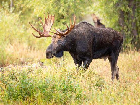 Wildlife In Maine