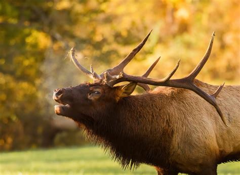 Wildlife In North Carolina